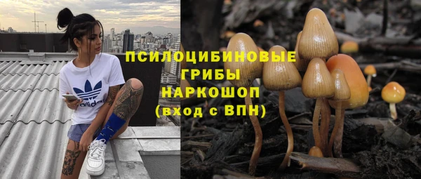 индика Бородино